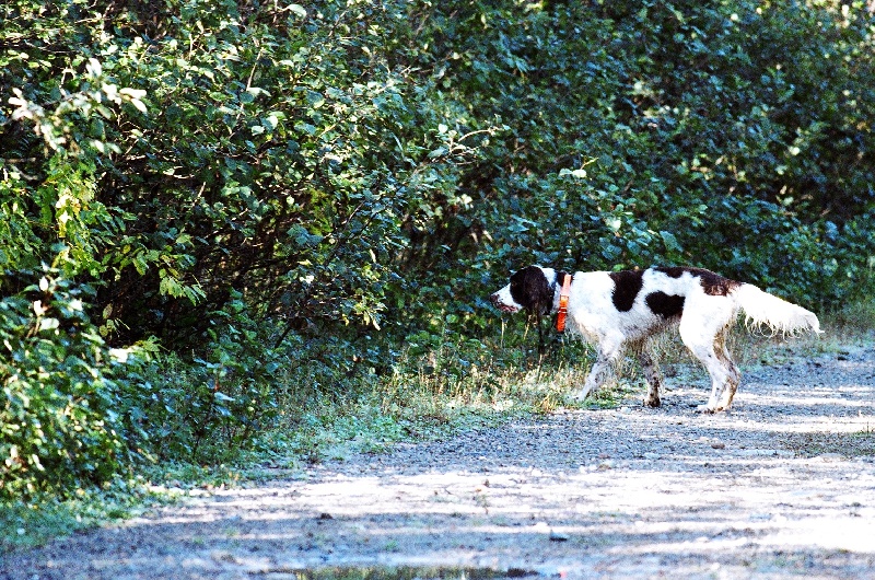 BUCK MON CHIEN D'ARRET 